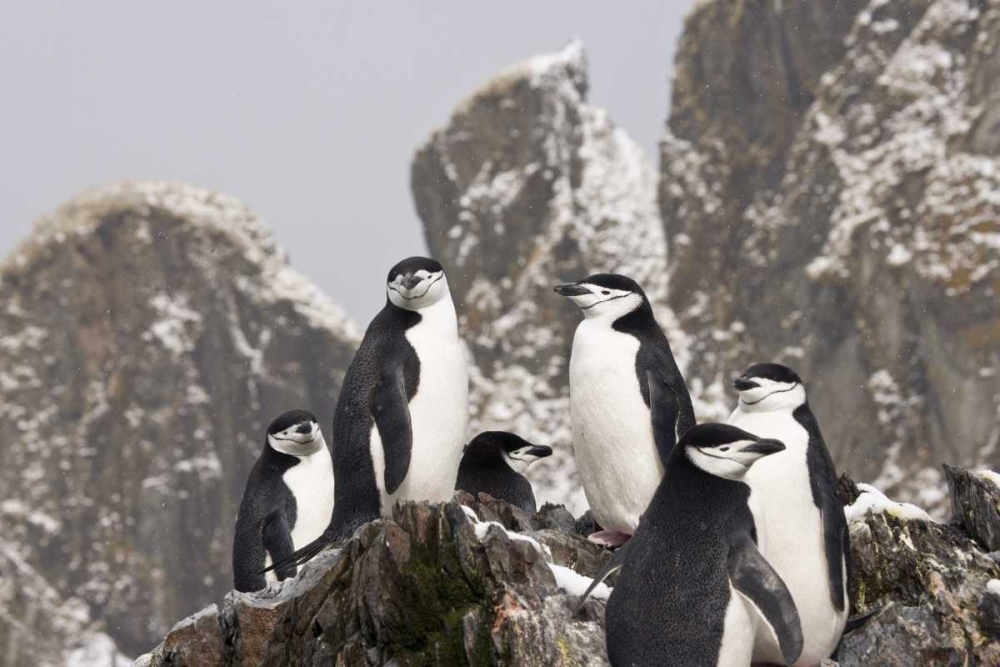 South Georgia Isl, Cooper Bay Chinstrap penguins